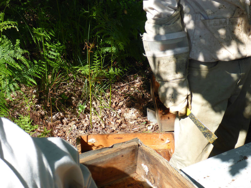 La ruche Nialion Blandil